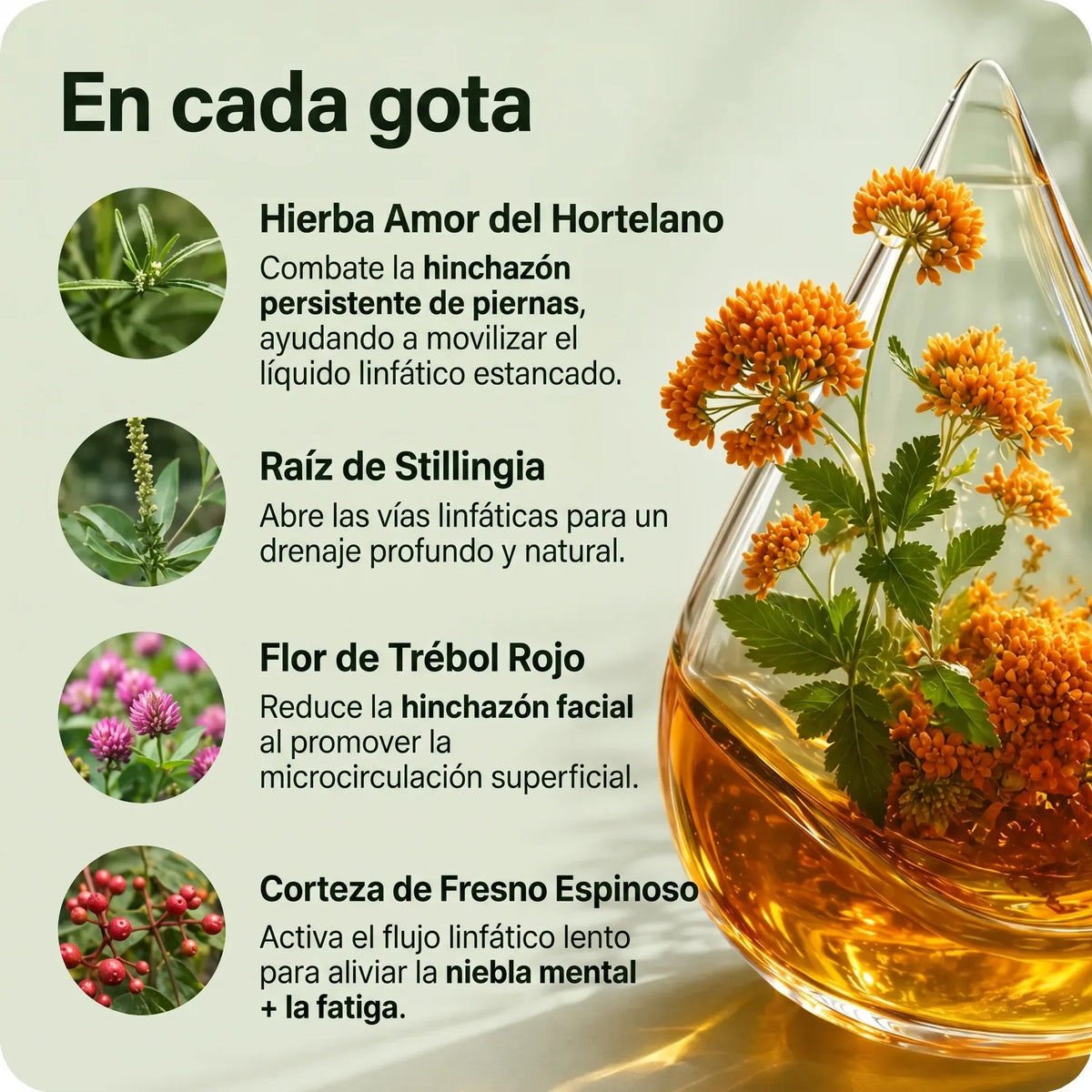 Drenaje Linfático Mayaverra - Gotas Naturales (Mujer)